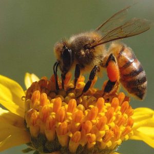 پرورش و نگهداری زنبور عسل